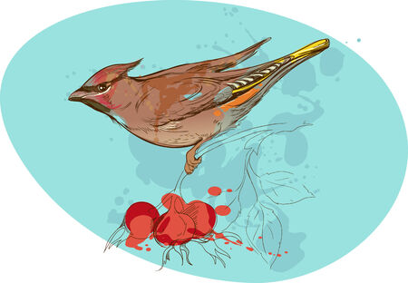 image of bird on a branch with sorbus berries and smudges of paintのイラスト素材