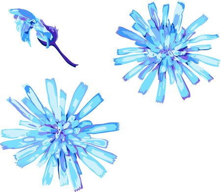 set of isolated objects of chicory flowers winter styleのイラスト素材