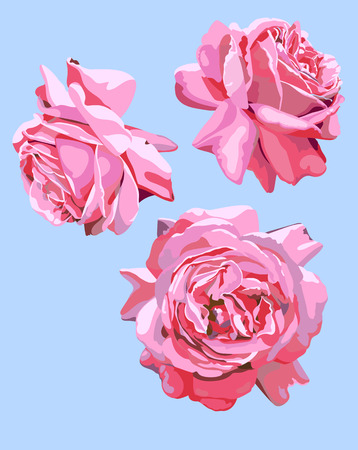 set of three isolated images of roses flowers blossomのイラスト素材