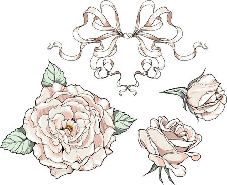 isolated images of roses and ribbons, wedding decorationsのイラスト素材