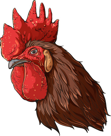 Isolated colorful image of rooster's head with  brown feathers.のイラスト素材