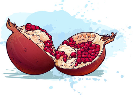 Vector image of pomegranate cut in half.のイラスト素材