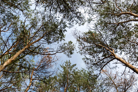Pine forest from below in the spring