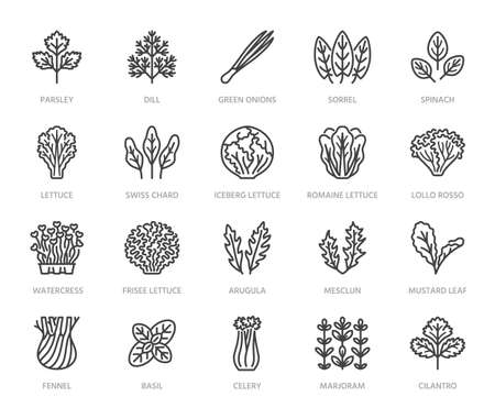 Green vegetables flat line icons set. Lettuce, spinach, cress salad, chard, dill, celery vector illustrations. Outline pictogram for fresh food vegan store. Pixel perfect 64x64. Editable Strokes.のイラスト素材