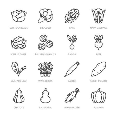 Cabbage vegetables flat line icons set. Kale, broccoli, cauliflower, brussels sprouts, radish daikon beetroot vector illustrations. Outline pictogram food store. Pixel perfect 64x64. Editable Strokes.のイラスト素材