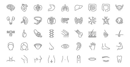 Internal organs line icons set. Brain heart, kidneys, stomach lungs, liver, intestines, adrenal gland, neuron, spleen, knee joint vector illustration. Outline signs about anatomy. Editable Strokeのイラスト素材