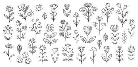 Flower doodle illustration including different field herbs. Hand drawn cute line art of spring flora - chamomile, clover cornflower, bluebell, lily, poppy, buttercup. Outline rustic botanical drawingのイラスト素材