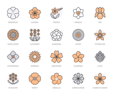 Flowers flat line icons. Garden plants - sunflower, poppy, cherry, gardenia, lavender, gerbera, plumeria, hydrangea, freesia blossom. Thin sign for floral store. Orange color. Editable Strokeのイラスト素材