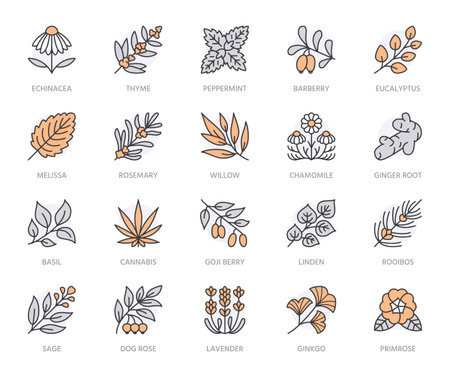 Medical herbs flat line icons. Medicinal plants echinacea, melissa, eucalyptus, goji berry, basil, ginger root, thyme, chamomile. Thin signs for herbal medicine. Orange color. Editable Strokeのイラスト素材