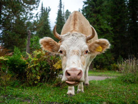 One funny red-and-white cow with horns looks directly at the camera