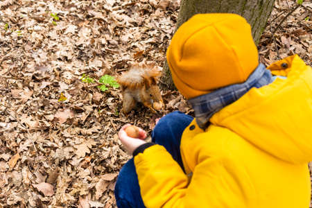 A child in the park feeds a squirrel with nuts from his hands. Fallen leaves aroundの写真素材