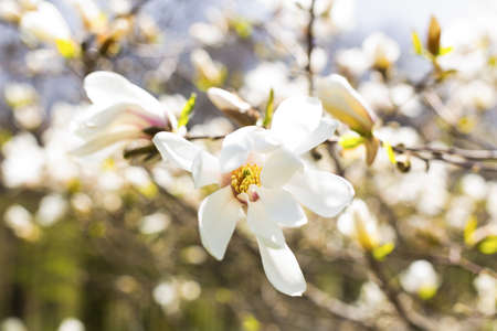 Blooming magnolia on a blurred background. The perfect solution for your designの写真素材