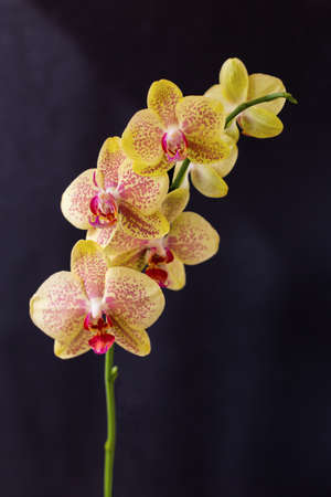 A branch of spotted yellow orchids on a black background. Romantic and beautifulの写真素材