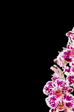 Spotted purple orchid flowers on a black background in the lower right corner. Romantic and beautifulの写真素材