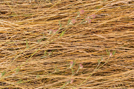 Delicate flowers lie on dry grass. Background. Flat layの写真素材