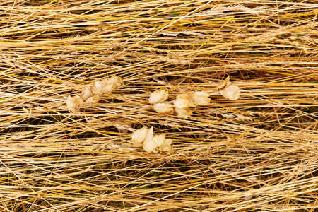 Dried flowers lie on dry grass. Background. Flat layの写真素材