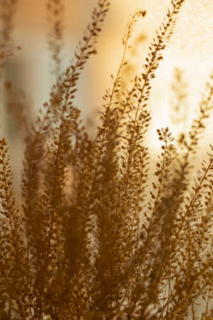 Field grass in bright sunset glow, backgroundの写真素材