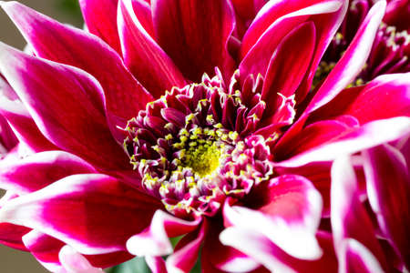Blooming red chrysanthemum close-up ideal solution for your design, top viewの写真素材