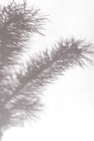 The shadow of pine branches on a light background is the perfect solution for your design, verticalの写真素材