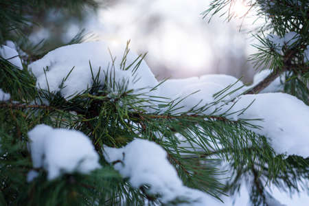 Pine branches in the park, covered with snow, front view, copy spaceの写真素材