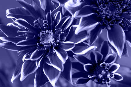 Three blooming blue chrysanthemums close-up on a blue background , perfect solution for your design, top view, selective focusの写真素材