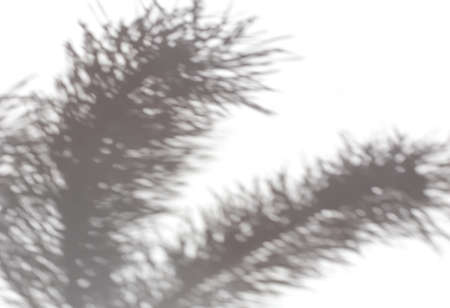 The shadow of pine branches on a light background is the perfect solution for your design, horizontalの写真素材