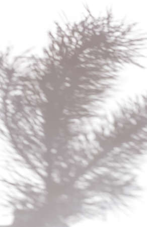 The big shadow of pine branches on a light background is the perfect solution for your design, verticalの写真素材