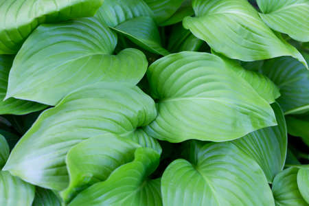 Large beautiful leaves of Hosta plantaginea perfect for your design, background, top view, copy spaceの写真素材