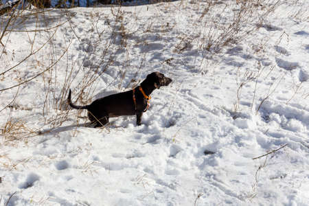 A black dog of the Dachshund breed in the white snow, looking into the distance with concentration. The hunt has begunの写真素材