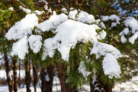 Spruce branches covered with snow in the forest by the lake, winter is in full swing, front view, copy space, backgroundの写真素材