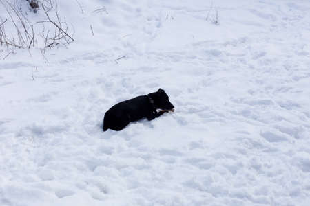 Black dog lies on white snow, gnawing a bone, copy spaceの写真素材