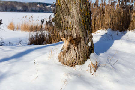 A tree on the lake, gnawed by beavers. Winter, white snow, reeds.の写真素材