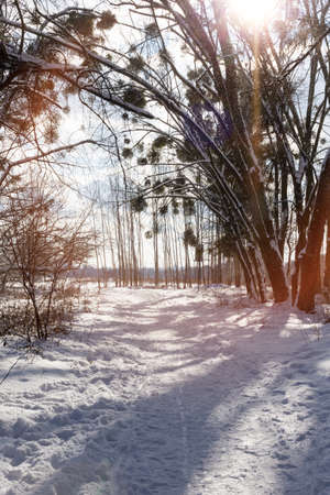 Snow trail in the winter park. The suns rays make their way through the trees, creating a fairy taleの写真素材