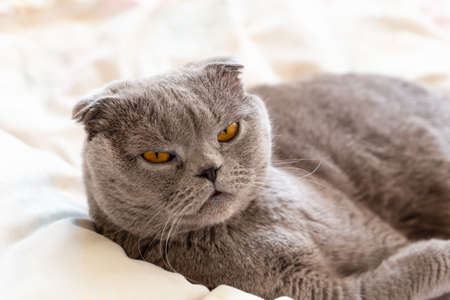 The gray Scottish Fold cat lies and looks intently. The gaze of golden eyes will not leave anyone indifferent. Front view, copy spaceの写真素材