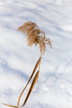 Lonely Phragmites reed branch in the snow swaying in the wind, front view, copy space, background, Pampas grass, selective focusの写真素材