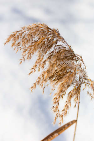 Lonely Phragmites reed branch in the snow swaying in the wind close-up, front view, copy space, background, Pampas grass. Selective focusの写真素材