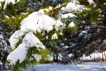 Spruce branches covered with snow in the forest by the lake, winter is in full swing, front view, copy space, backgroundの写真素材