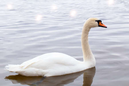 The white swan floats on the water. Wintering of birds. Valentines Day. Copy space, place for textの写真素材