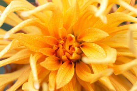 Yellow dahlia cactus with dew drops on the petals close-up. The perfect solution for your design....