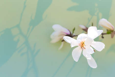 White blooming magnolia on light background, shadows. Spring. Perfect for your design. Front view, copy space, space for text. Selective focus.の写真素材