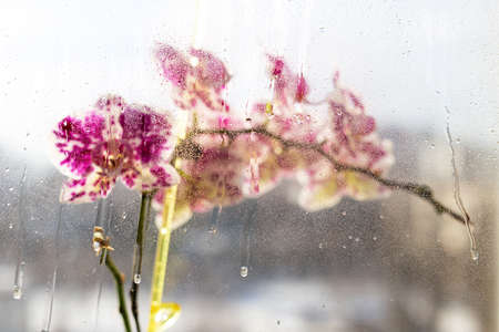 Spotted blooming orchid behind glass with drops. Perfect background for your design. Copy space, place for textの写真素材