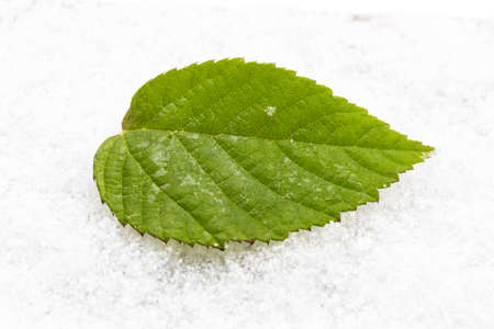 A green leaf lies in the snow. Contrast. Life and death. Texture. Close-up, top viewの写真素材