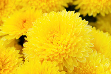 Fresh yellow chrysanthemums in a drops close-up. Perfect background. A solution for your design....