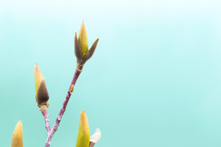 A branch with magnolia buds on a turquoise background. Spring. Selective focusの写真素材