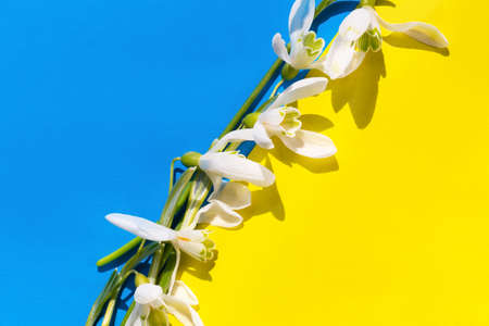 White snowdrops on a blue-yellow background. Minimal conceptual idea. Spring, lifeの写真素材