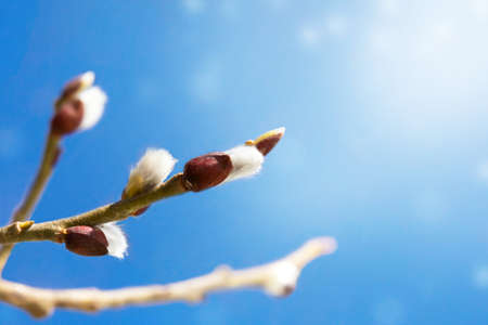 Sprigs of willow with earrings on a blue background in the sunlight. Spring. Easterの写真素材
