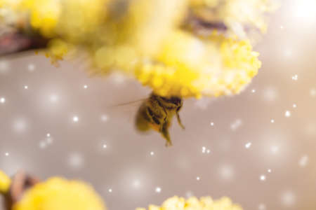 A bee in flight pollinating willow earrings. Spring. Blurred background. Selective focus. Magic in...