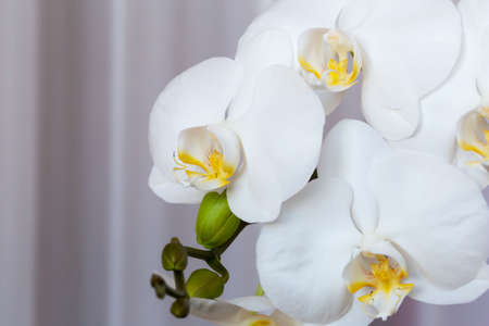 White fresh orchids on a tulle background close up. Beauty in the simple. Perfect background for your design with copy spaceの写真素材