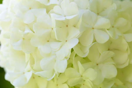 Close-up of white fresh hydrangea flowers. The perfect background for your design. Beauty in simplicity. Selective focus, defocusの写真素材