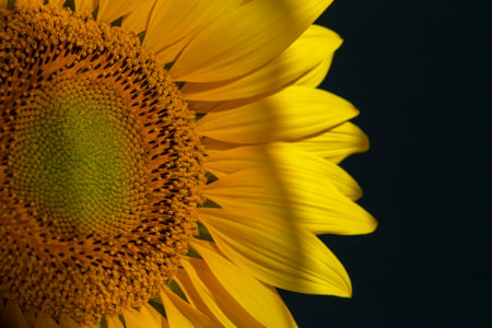 Fresh yellow sunflower in the rays of the setting sun on a dark background. Peace and tranquility. New harvest. Selective focusの写真素材